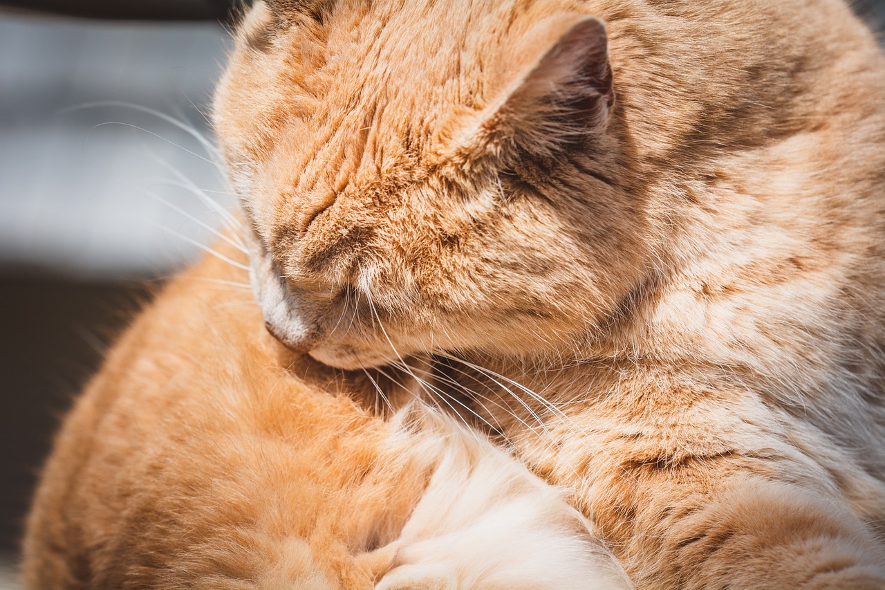 Tips for Grooming Pets with Behavioral Issues